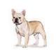 /images/modules/ecard/thumbnails/French_Bulldog.jpg